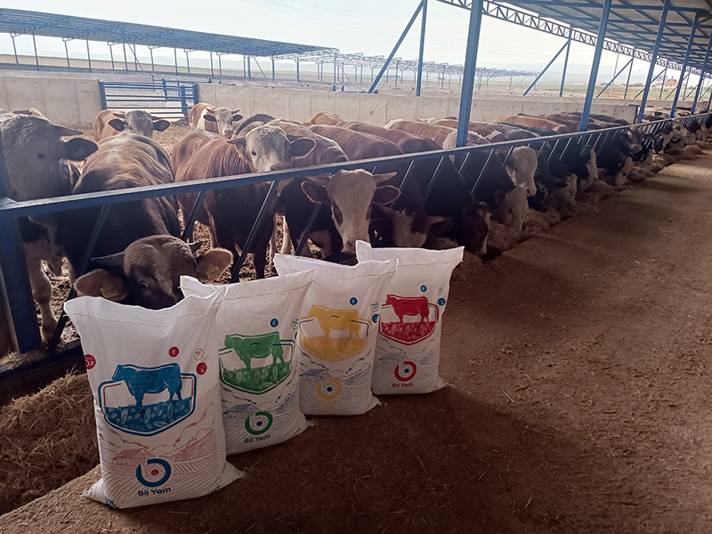 Ahıska ve Batum Bölge Bayisi