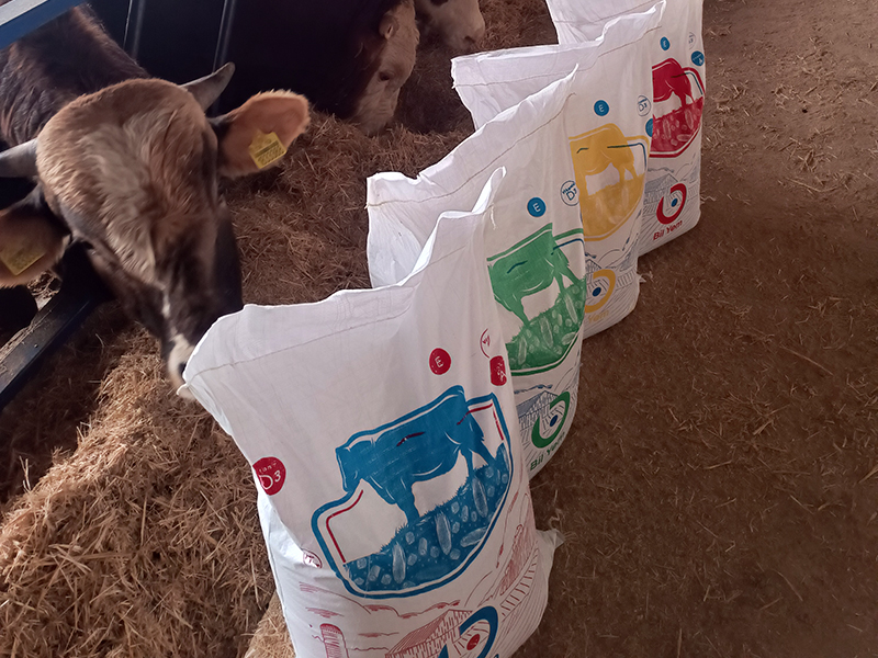 Telavi Bölge Bayisi