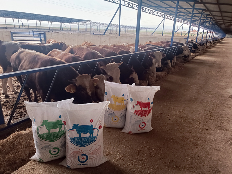 Mughanlo Bölge Bayisi